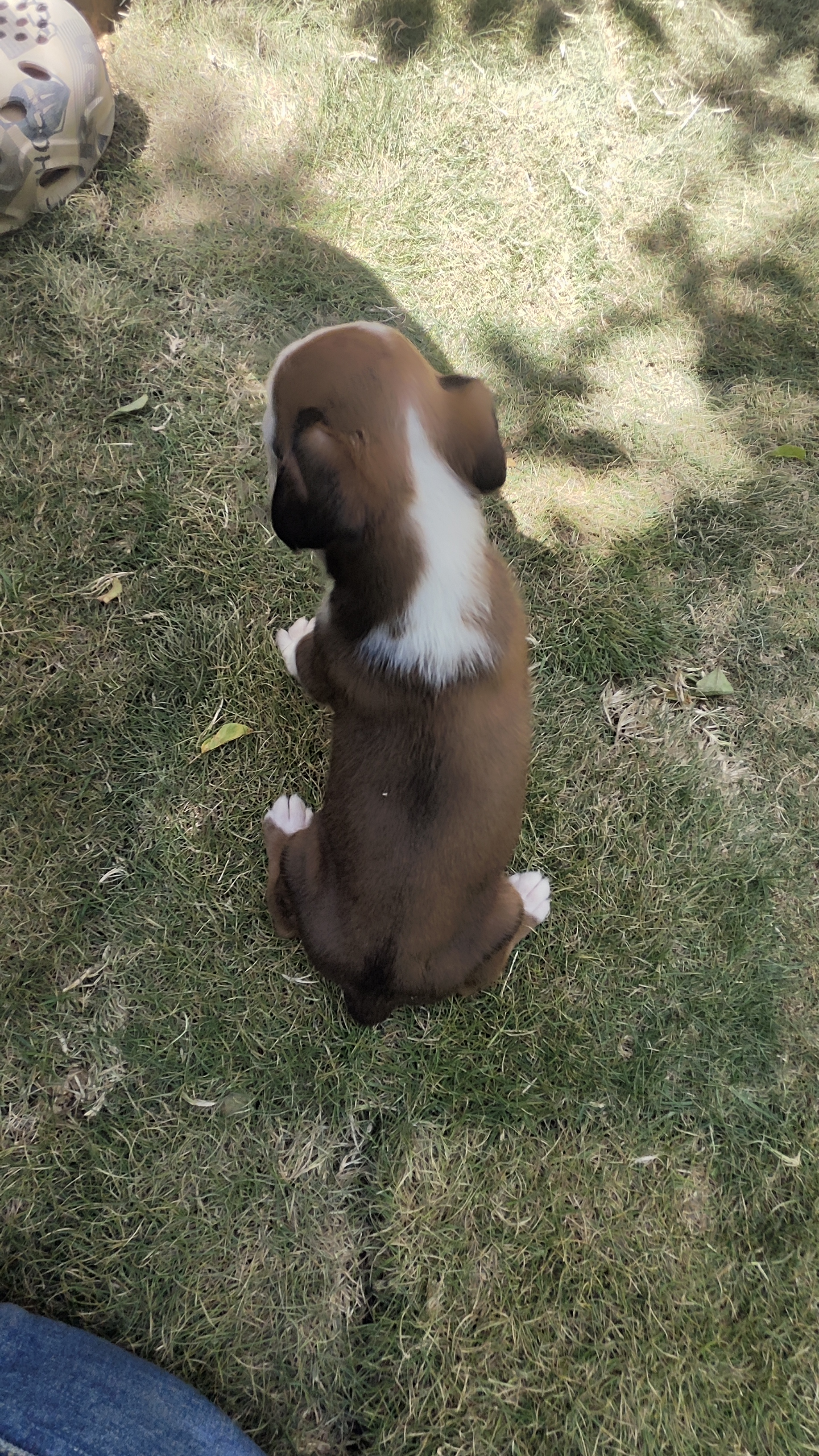 家养纯正拳师犬，无近亲！
